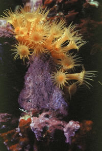 Anemone
