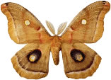 Moth