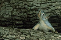 Arizona Gray Squirrel