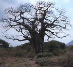 Baobab Tree