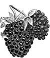 Blackberry