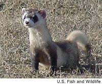 Black-footed Ferret