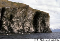 Black-legged Kittiwake