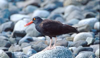 Black Oystercatcher