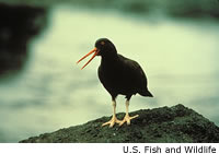 Black Oystercatcher
