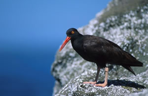 Black Oystercatcher