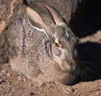 Black-tailed Jackrabbit