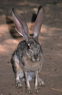 Black-tailed Jackrabbit