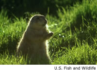 Black-tailed Prairie Dog