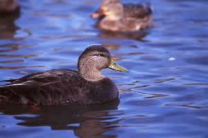 American Black Duck