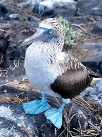 Blue-footed Booby