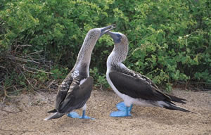 Blue-footed Booby