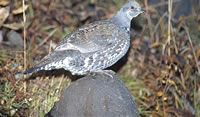 Blue Grouse