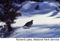 Blue Grouse