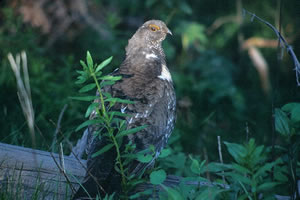 Blue Grouse