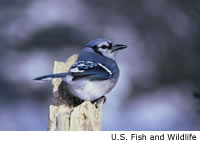 Blue Jay
