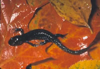 Blue-spotted salamander