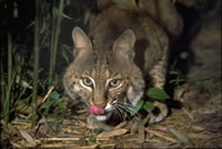 Bobcat