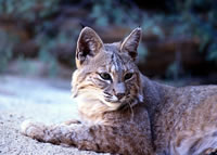 Bobcat