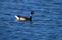 Brant
