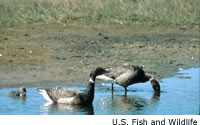 Brant