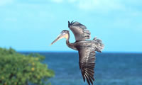 Brown Pelican