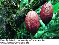 cacao
