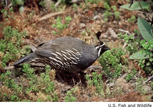 California Quail