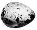 Quail Egg