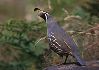California Quail