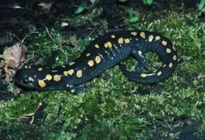 California Tiger Salamander