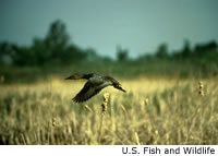 Canvasback