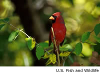 Male Cardinal