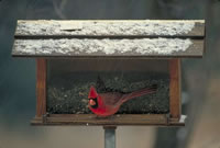 Cardinal
