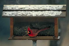 Cardinal