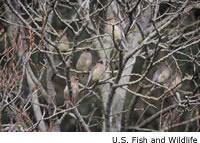 Cedar Waxwing