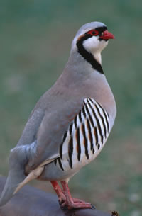 Chukar