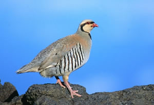 Chukar