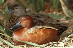 Cinnamon Teal