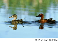 Cinnamon Teal