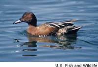 Cinnamon Teal