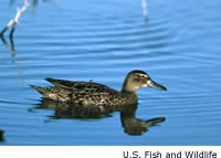 Cinnamon Teal