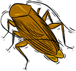 Cockroach