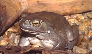 Colorado River Toad