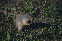 Columbian Ground Squirrel