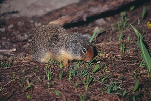 Columbian Ground Squirrel
