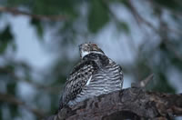 Common Nighthawk