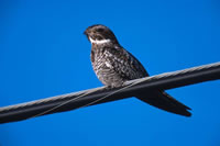 Common Nighthawk