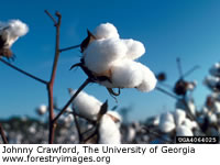 Cotton