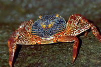 Crab